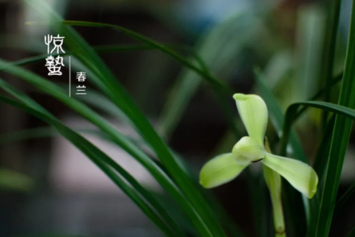 精灵之约·节气“植”说│上海植物园：上海的二十四节气花园·惊蛰