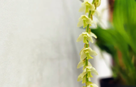 神奇！兰花开出了金链子？