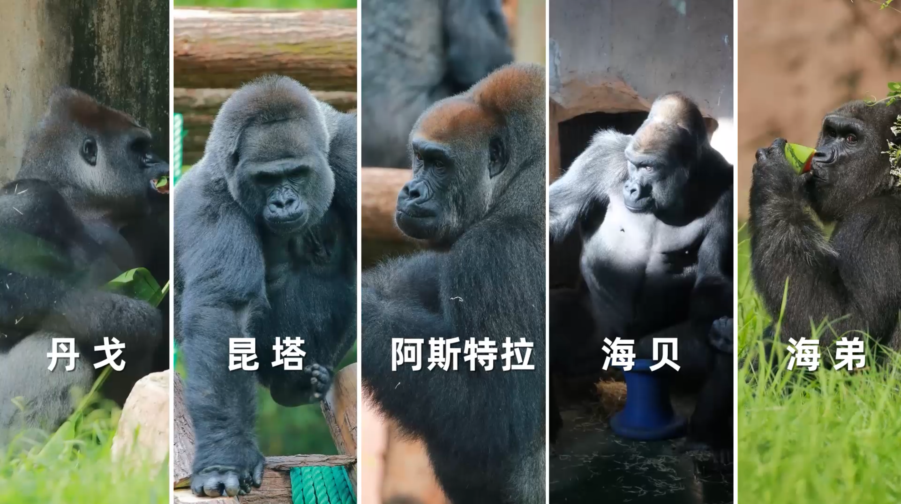 上海动物园的猩猩家族，请你来看~