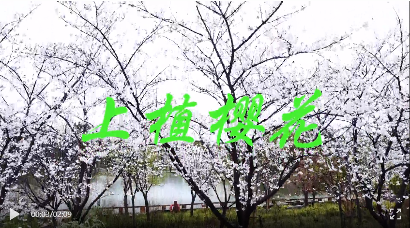 云赏上植樱花