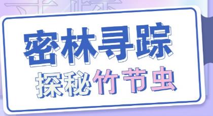 密林寻踪，探秘竹节虫