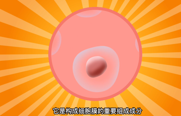 不要排斥胆固醇