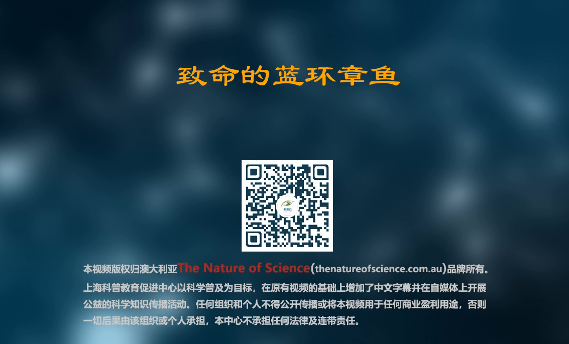 致命的蓝环章鱼