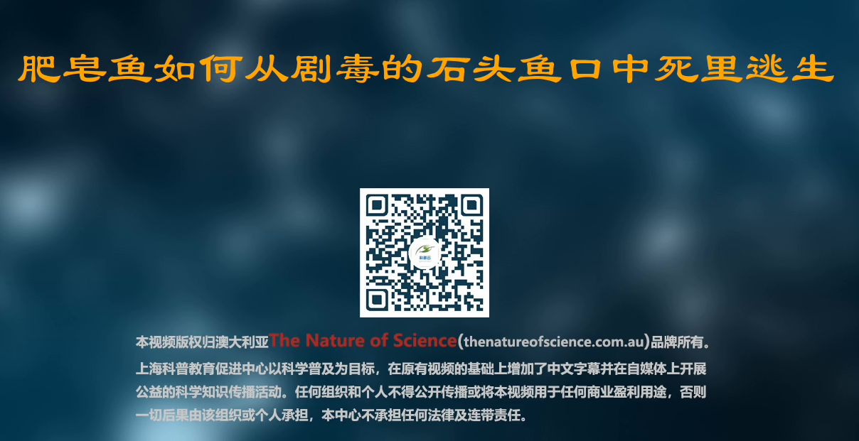 肥皂鱼如何从剧毒的石头鱼口中死里逃生