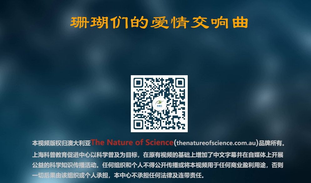 珊瑚的爱情交响曲