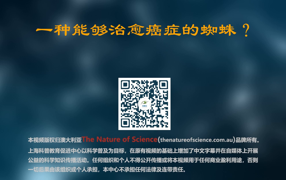 一种能够治愈癌症的蜘蛛