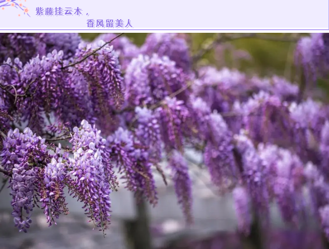 【与你共享】最美人间四月天，花繁貌美目不暇