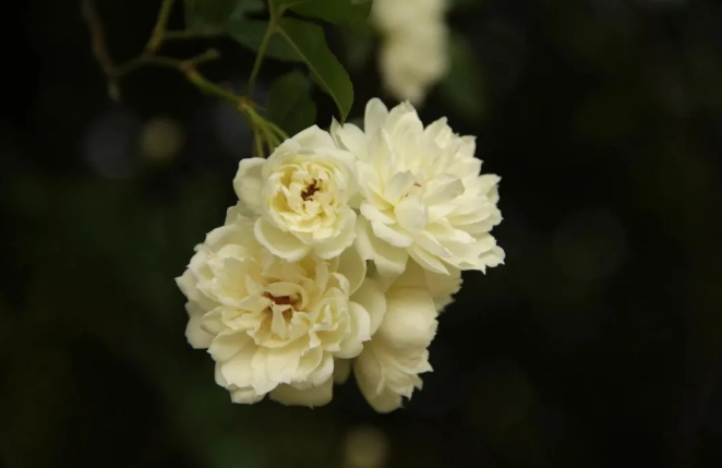 【与你共享】不同桃李混芳尘，金香银雪送春归