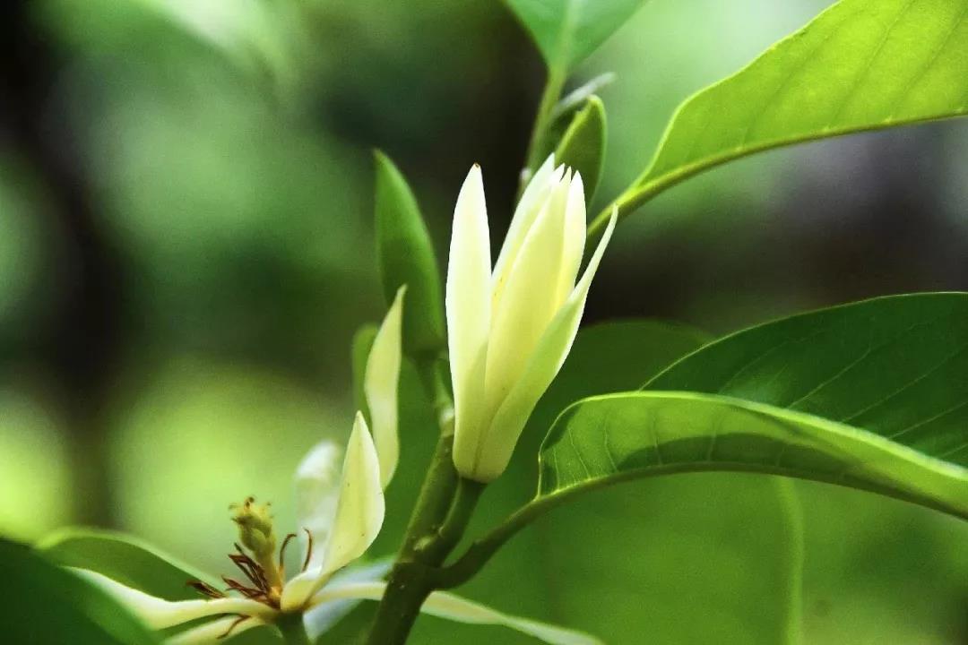 【与你共享】“栀子花，白兰花......”阿婆花摊上散发香气的是什么花呢？