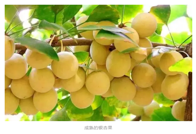 【与你共享】臭烘烘的银杏果，到底能不能吃呢？