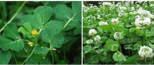 朋友圈流传“封控小区挖野菜攻略”？专家紧急提醒
