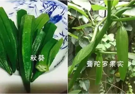 上海女子网上抢菜把富贵竹当菜买，学会分辨这些长得很像的“菜”！