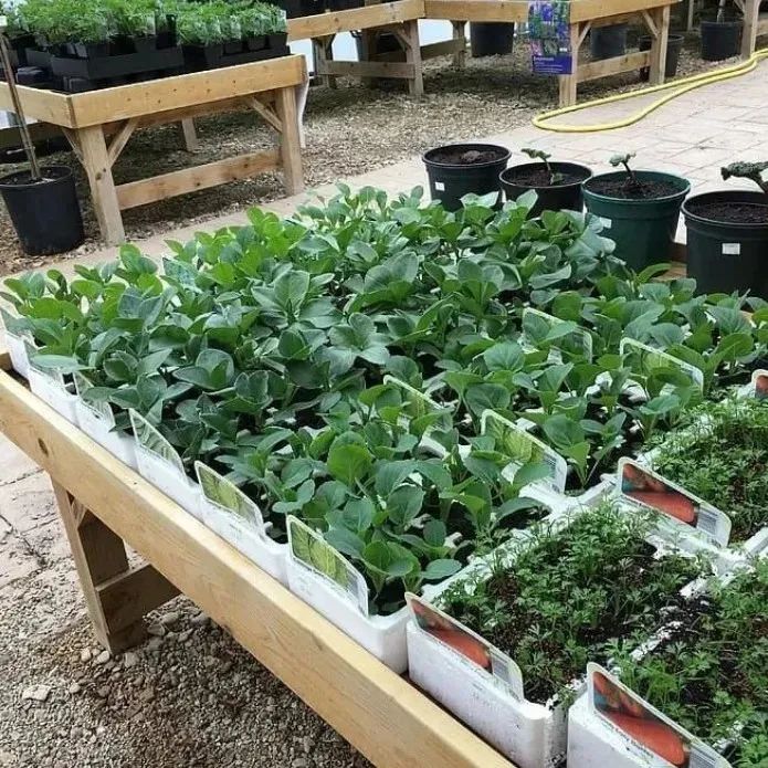 靠阳台种菜实现蔬菜自由，有谱吗？