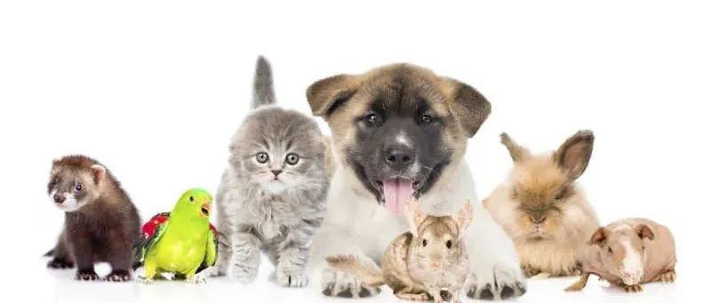 居家隔离，狗不拉屎、猫嫌我，我该怎么办？