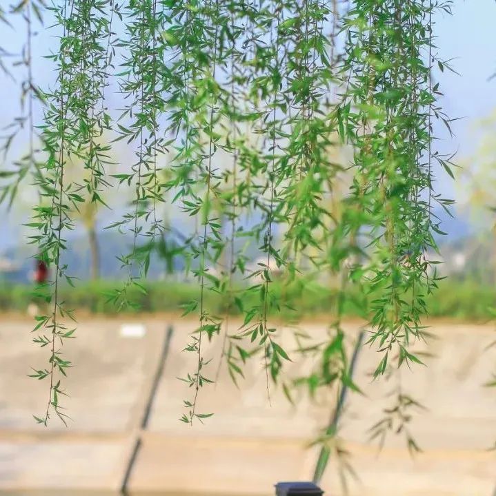 毛毛毛来袭，飞絮季防护指南请收好！