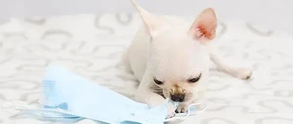猫狗会感染新冠变异株吗？鸡鸭鱼呢？解答来了