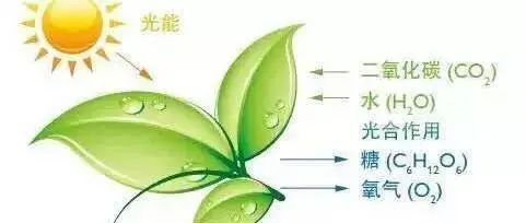 果树的光合作用